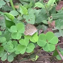 Pseudozizeeria maha