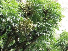 Polystachya ottoniana