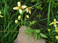 Clematis serratifolia