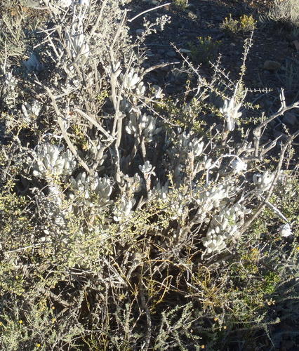 Caputia tomentosa, photograph 6