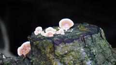 Trametes modesta