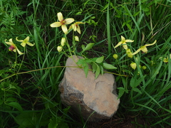 Clematis serratifolia