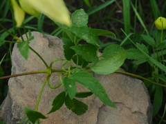 Clematis serratifolia