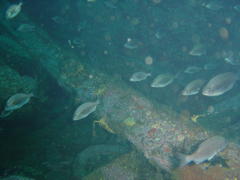 Pachymetopon blochii