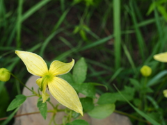 Clematis serratifolia