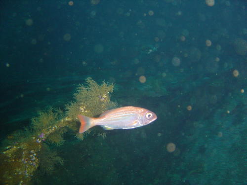 Pterogymnus laniarius