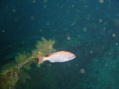 Pterogymnus laniarius