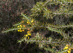 Acacia curvata