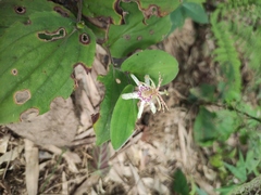 Tricyrtis macropoda
