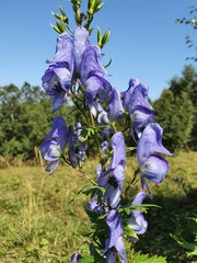 Aconitum nasutum