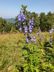 Aconitum nasutum