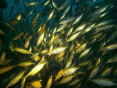 Macroramphosus scolopax
