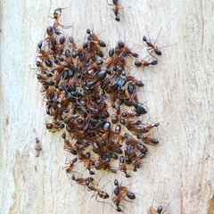 Camponotus confusus