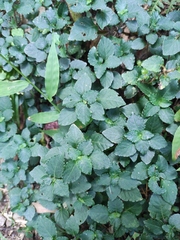 Strobilanthes tetrasperma