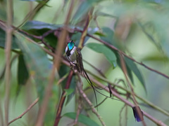 Loddigesia mirabilis