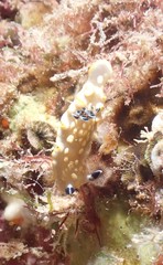 Ardeadoris tomsmithi