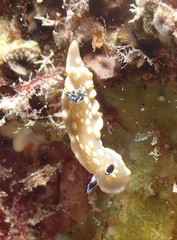 Ardeadoris tomsmithi