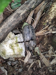 Trichogomphus mongol