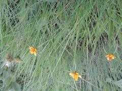 Cyperus sphaerocephalus