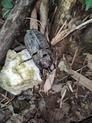 Trichogomphus mongol