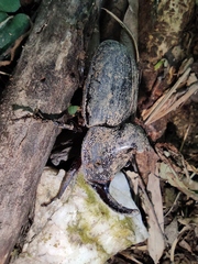 Trichogomphus mongol