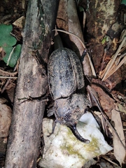 Trichogomphus mongol