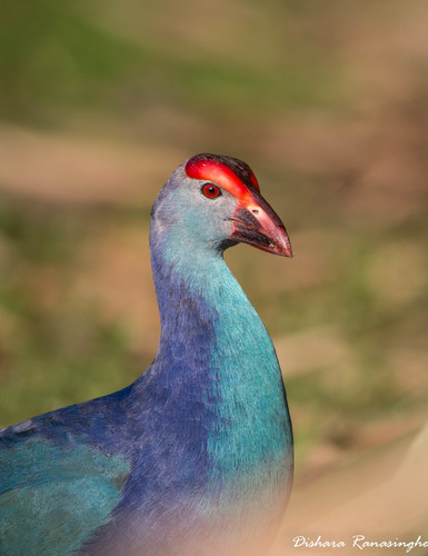 Gray-headed Swamphen