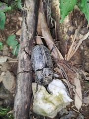 Trichogomphus mongol