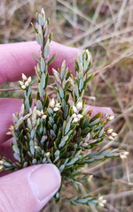 Acrothamnus hookeri