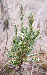Acrothamnus hookeri