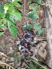 Trichogomphus mongol