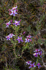 Calytrix leschenaultii