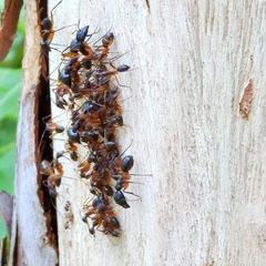 Camponotus confusus
