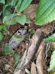 Trichogomphus mongol