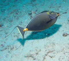 Orangespine Unicornfish photo 4