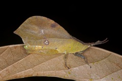 Systella rafflesii
