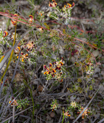 Pultenaea empetrifolia