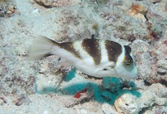 Canthigaster coronata