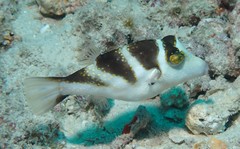 Canthigaster coronata