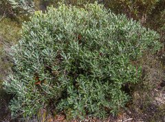 Banksia media