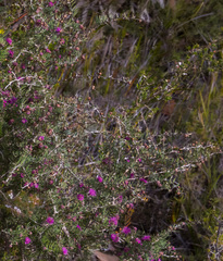 Melaleuca rigidifolia