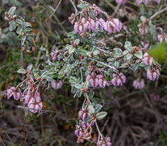 Thomasia microphylla