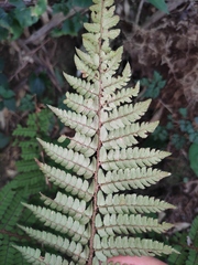 Polystichum pseudomakinoi