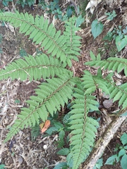 Polystichum pseudomakinoi