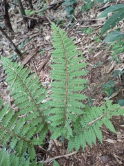 Polystichum pseudomakinoi
