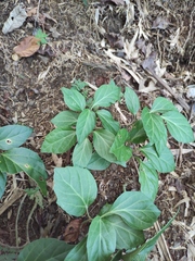 Pachysandra axillaris
