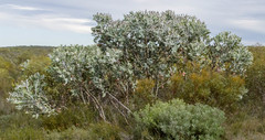 Eucalyptus pleurocarpa
