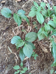 Pachysandra axillaris