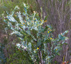 Acacia glaucoptera