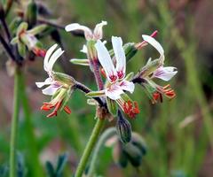 Pelargonium dolomiticum
